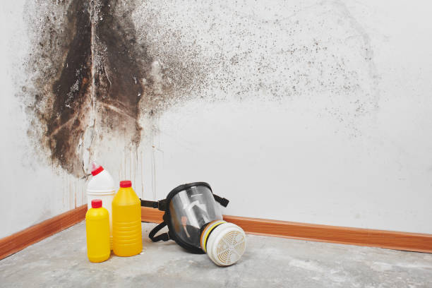 Mold Testing and Removal in Carterville, IL