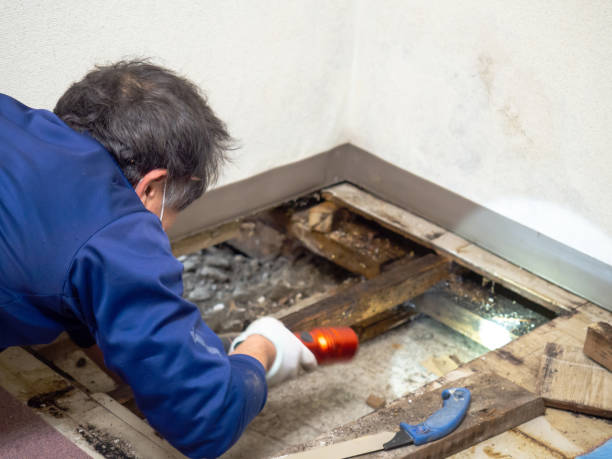 Office Mold Removal Services in Carterville, IL