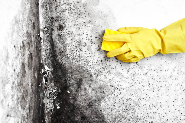 Best Crawl Space Mold Removal  in Cartervle, IL