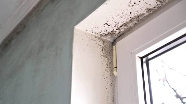 Best Emergency Mold Removal  in Cartervle, IL