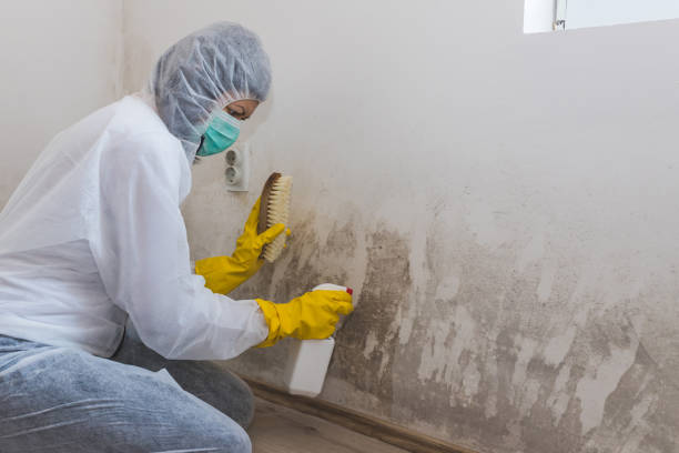 Trusted Carterville, IL Mold Removal Experts