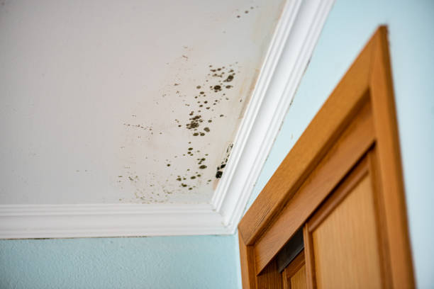 Best Mold Removal Near Me  in Cartervle, IL