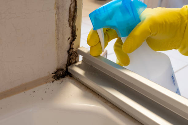 Best Local Mold Removal Service  in Cartervle, IL