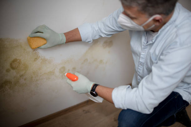 Best Mold Removal Process  in Cartervle, IL