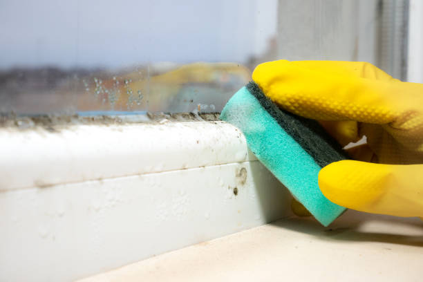 Mold Removal Process in Carterville, IL