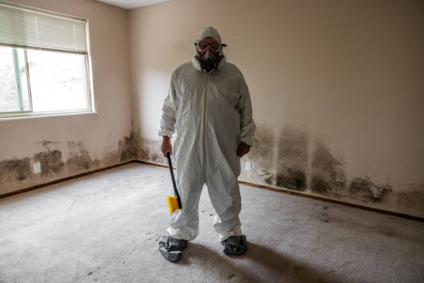 Best Office Mold Removal Services  in Cartervle, IL