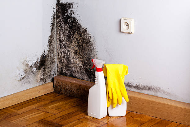 Attic Mold Removal in Carterville, IL