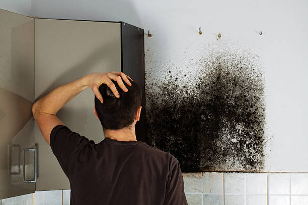 Best Mold Removal Company Near Me  in Cartervle, IL