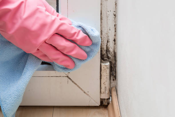 Best Mold Damage Repair  in Cartervle, IL