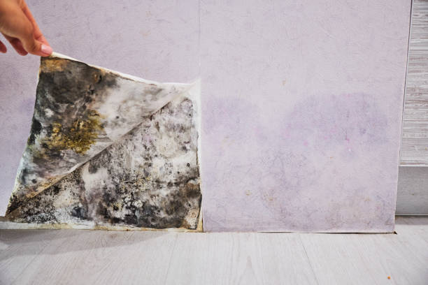 Best Home Mold Removal  in Cartervle, IL
